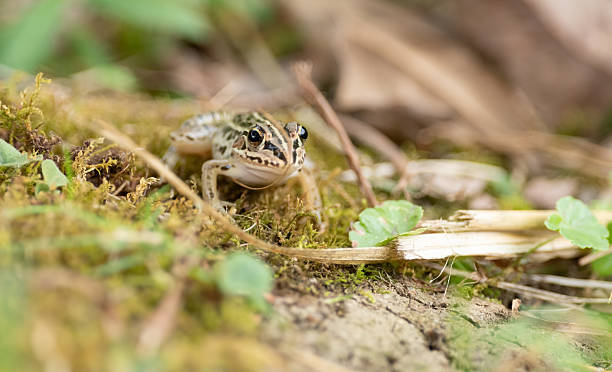 istock Photographing a frog with a macro lens 2235508089