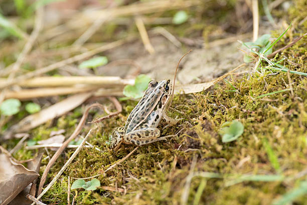istock Photographing a frog with a macro lens 2235508115
