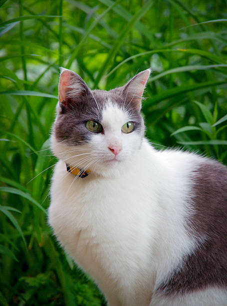 istock Street cat sitting in the grass 2235508149