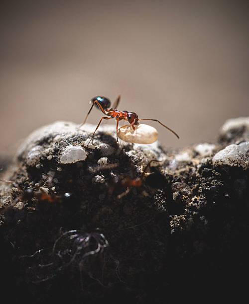 istock Ant carrying a grain in close-up. 2235508157