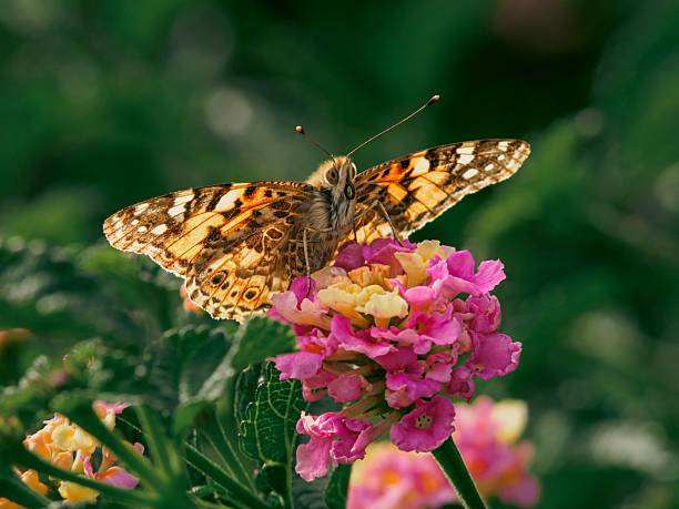 A vibrant butterfly perched on colorful flowers in a lush garden setting.