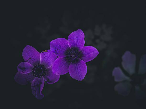 Purple flowers in bloom against a dark, blurred background, highlighting their vibrant color and delicate petals.