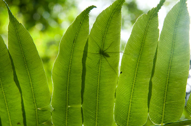 Close up of Oriental boat fern (Angiopteris evecta) with light on top