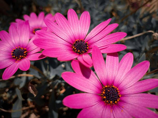 Close-up of vibrant pink daisies in full bloom with a blurred background, showcasing their vivid colors and intricate details.