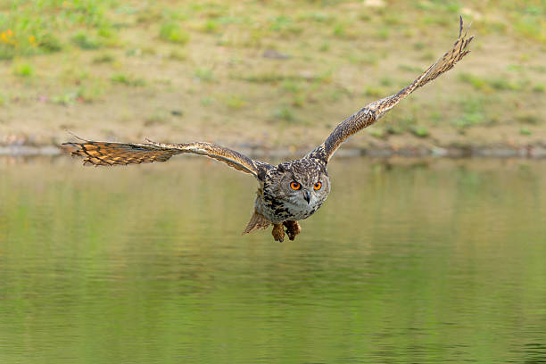 istock European Eagle Owl flying over a lake 2235509494