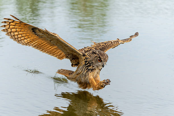 istock European Eagle Owl flying over a lake 2235509561
