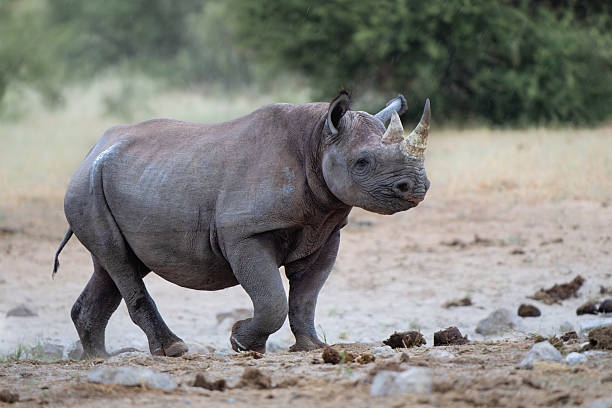 istock Black rhino in Etosha National Park in Namibia 2235509889