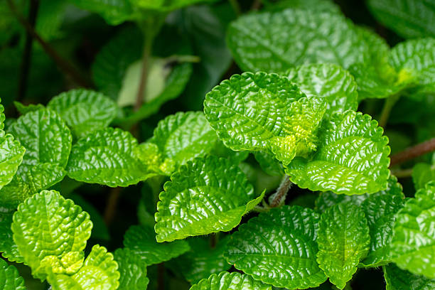 Fresh sawtooth coriander leaves growing in natural garden under bright sunlight showing herbal green texture. Close up photo highlighting fresh foliage and detailed leaf surface in outdoor environment