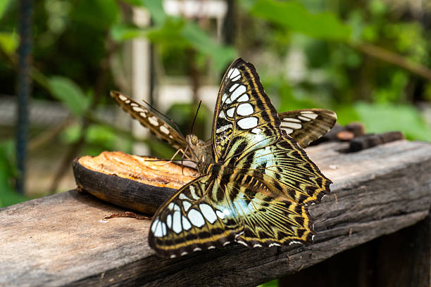 Two butterflies resting side by side on wood with open wings. The natural patterns are clearly visible, blending beautifully with the tropical surroundings. A detailed look at the quiet life of butterflies.