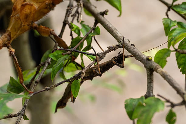 Insect of the genus Phasmatodea found in the Atlantic forest on the southeastern coast of Brazil