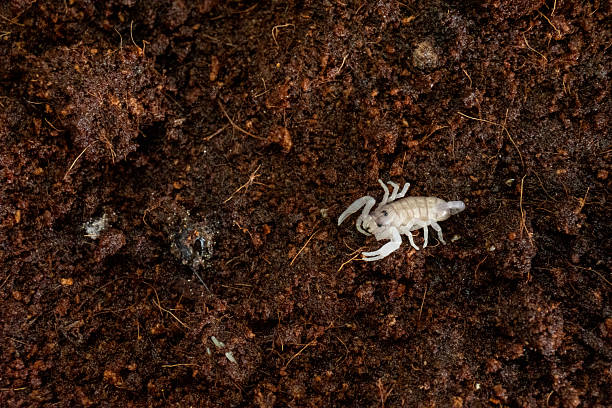 The baby scorpion crawls carefully over the surface, its pale body standing out against the soil. Despite its small size, the shape already mirrors the adult form. A unique view of the early stage of one of nature’s most resilient creatures.