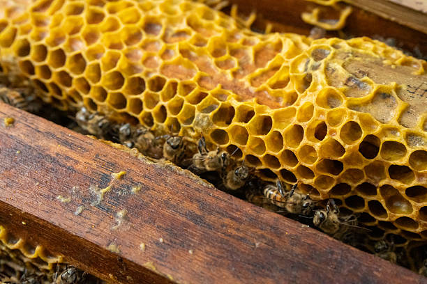 istock Fresh honeycomb with visible hexagonal cells glowing golden yellow under light. Bees crawl gently across the surface adding to the natural scene. A vivid close up of beekeeping life. 2235511261