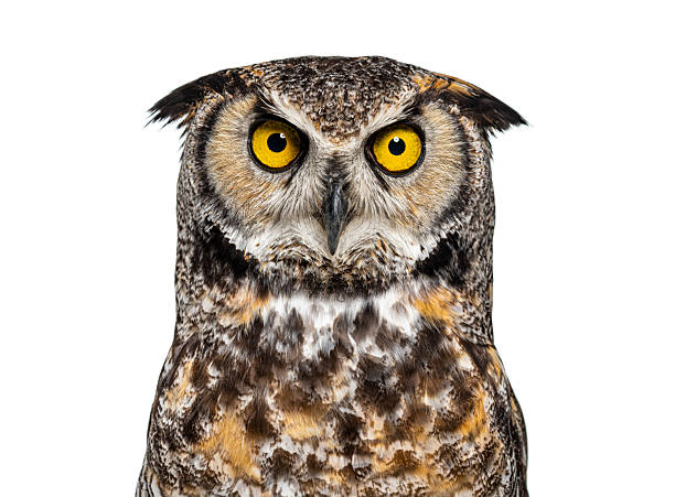istock Great horned owl staring intently with piercing yellow eyes 2235512341