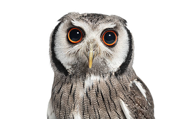 istock Northern white-faced owl staring with intense orange eyes on white background 2235512343