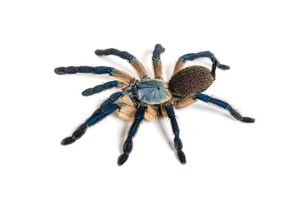 istock Greenbottle blue tarantula standing on white background 2235512367