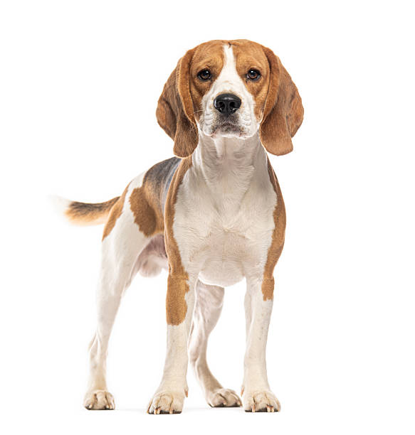 istock Beagle standing and looking at camera on white background 2235512483