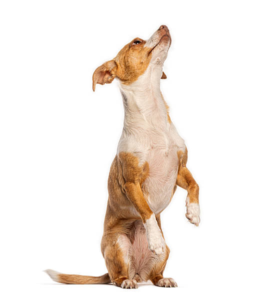istock Adorable small dog standing on hind legs looking up 2235512642
