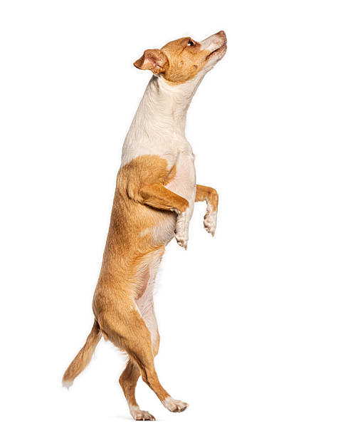 Small brown and white dog standing on its hind legs and looking up, isolated on white