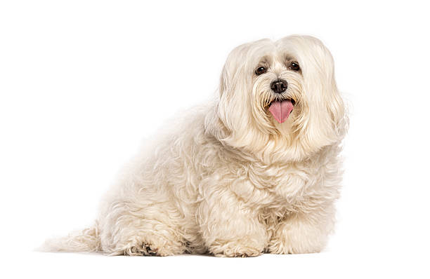 istock Coton de tulear dog sitting and panting on white background 2235512710