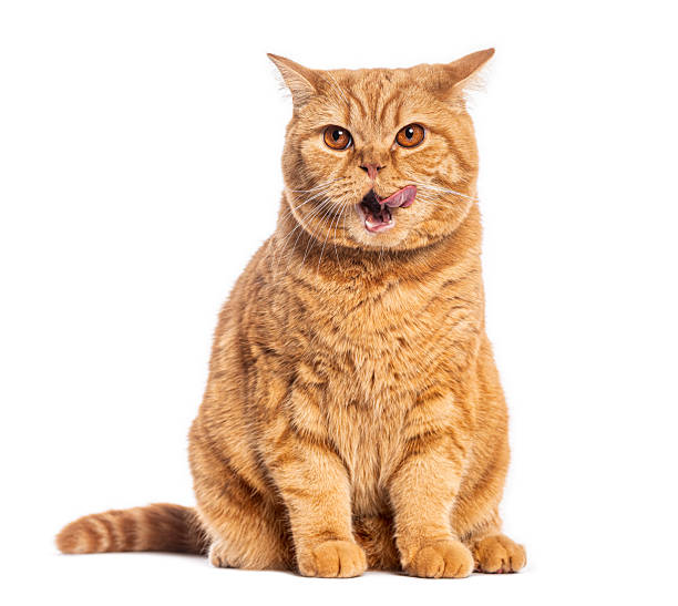 istock Ginger british shorthair cat licking its nose on white background 2235512783