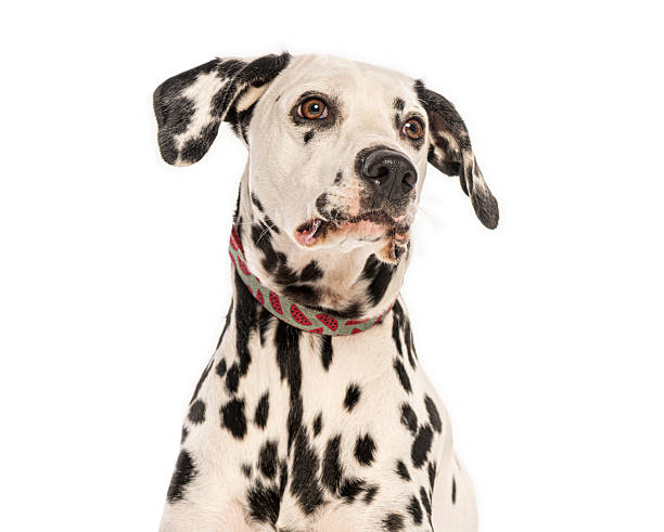 istock Dalmatian dog looking up with curiosity on white background 2235512910