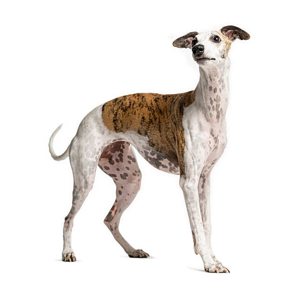istock Whippet dog standing and looking up with curiosity 2235512939