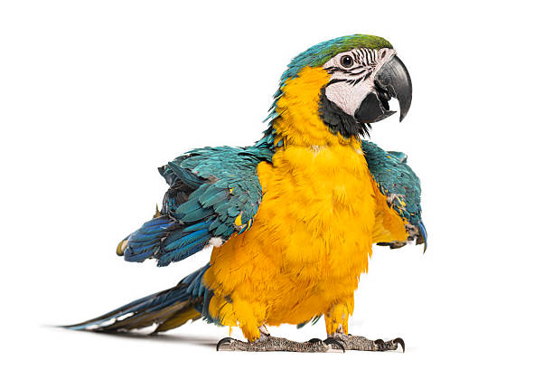 istock Blue-and-yellow macaw parrot standing on white background 2235512981