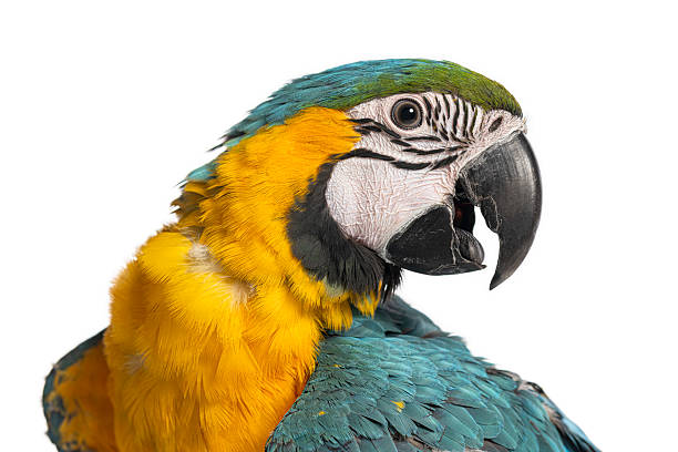 istock Blue-and-yellow macaw parrot looking sideways on white background 2235513002
