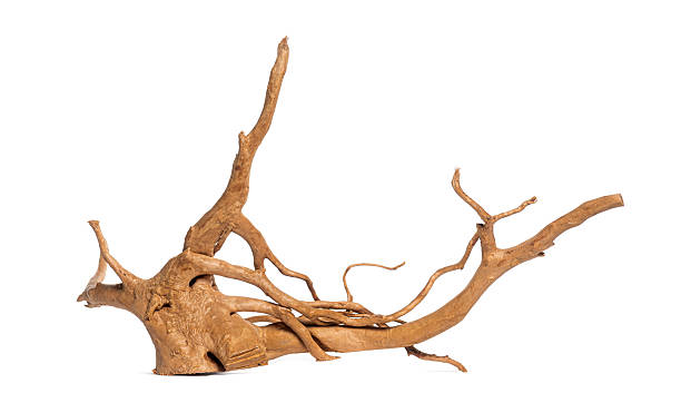 istock Driftwood with intricate roots and branches isolated on white 2235513030