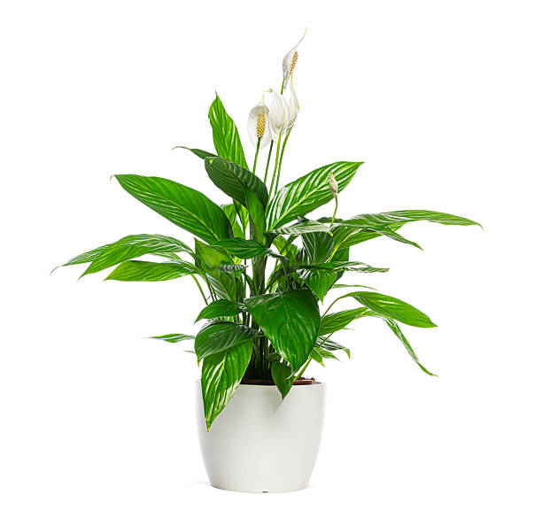istock Peace lily plant growing in a white pot on white background 2235513191