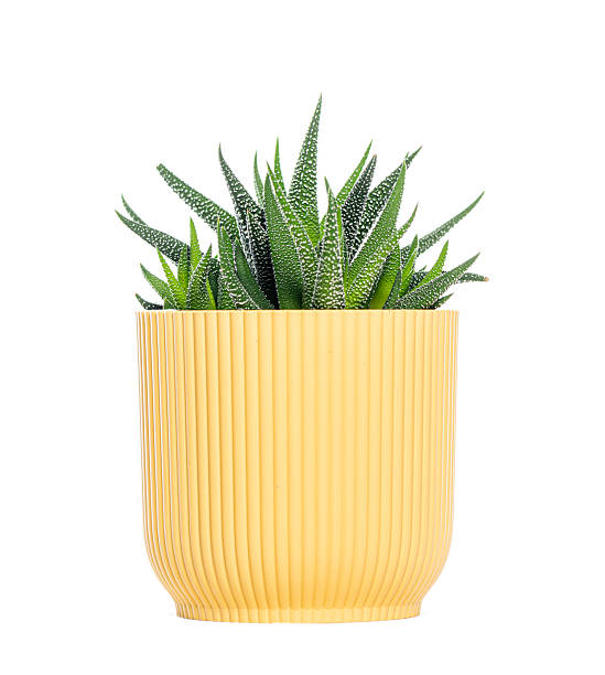 Green haworthia zebra plant growing in a yellow modern pot