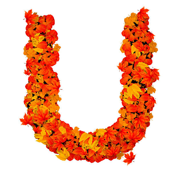 istock Letter U made of autumn leaves. 2235513215
