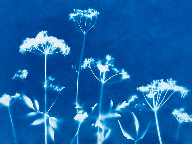 istock Small flowers in blue print background. Cyanotype illustration 2235515425