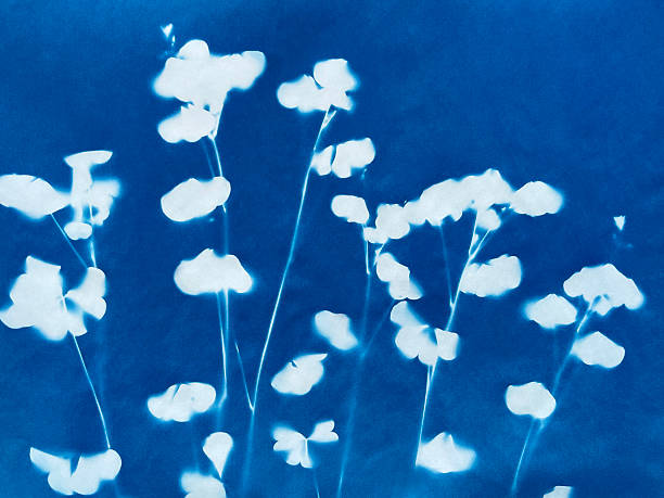 istock Small flowers in blue print background. Cyanotype illustration 2235515426
