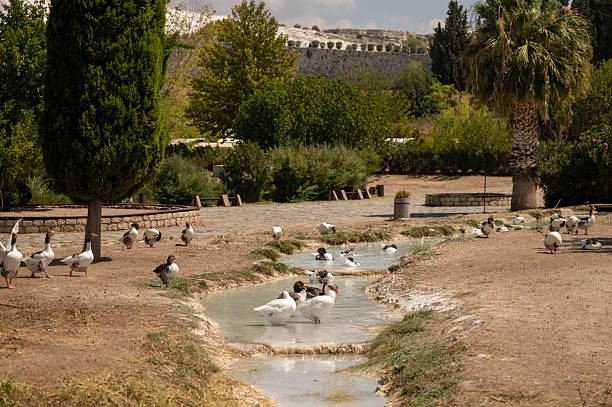 Flock of geese cooling down in the thermal waters of pamukkale on a sunny day