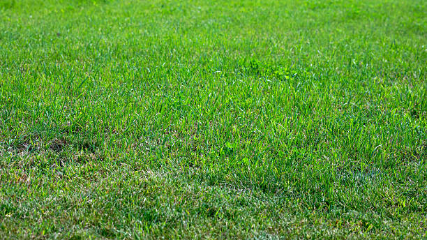 istock Vibrant green grass stretches across the ground, bathed in warm sunlight, creating a peaceful atmosphere perfect for relaxation or joyous activities in nature 2235516728