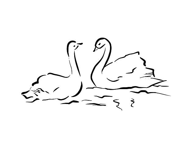 Couple swans swimming together. Vector whimsical quickly sketch line art illustration. Ideal for wedding stationery, romantic posters, literature themes, journaling, vintage decor. Love clipart