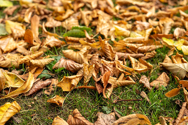 Fallen autumn leaves creating a blanket of warm colors over the green grass
