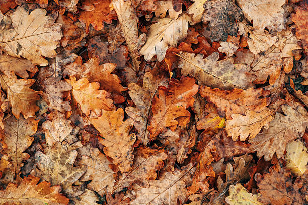 istock Brown oak tree leaves on the ground in autumn 2235524882