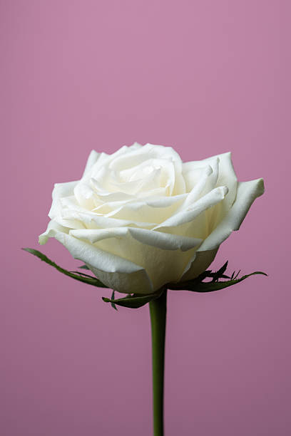 istock Single white beautiful rose on light pink background with copy space for text 2235524898