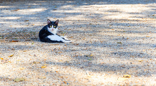 istock A black and white cat is laying on the ground in the sun 2235525312