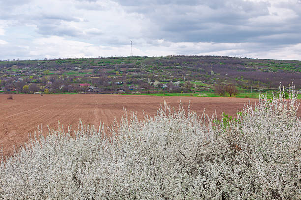 Blooming bush stands in front of a wide, plowed field. Green hillside with scattered houses is visible in the distance. Rustic landscape is captured under a gray, cloudy sky
