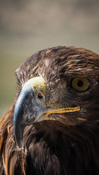 istock An eagle used by eagle hunters in Kyrgyzstan 2235528718