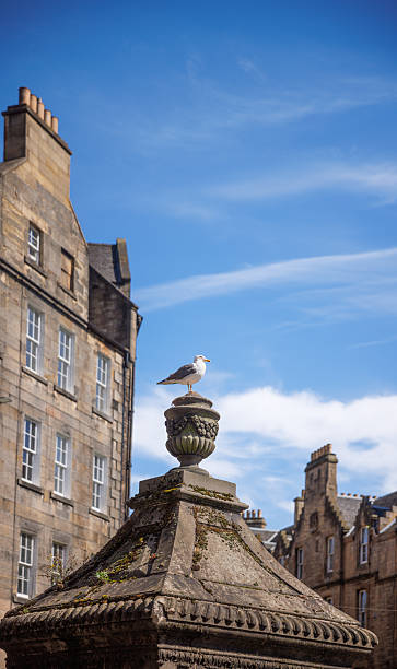 istock Seagull Perched on a Historic Stone Fountain in Edinburgh 2235528853
