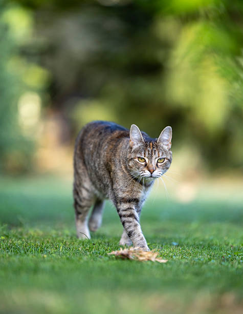 istock Cat walking gracefully in sunny garden 2235529093