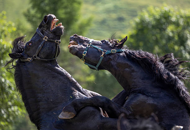 Two black horses playfully spar in a lush green field under the sunlight, showcasing their strength and playfulness during the day