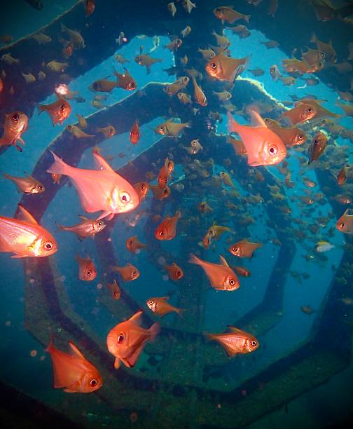 istock Blacktip bullseye Pempheris affinis school around artificial reef structure, Queensland, Australia 2235529401