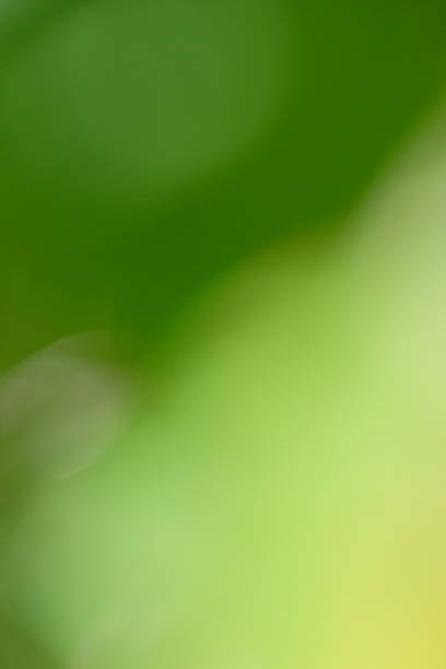istock Abstract blurred green background with soft gradients and bokeh effects, creating a serene and calming atmosphere for design and artistic projects 2235529426