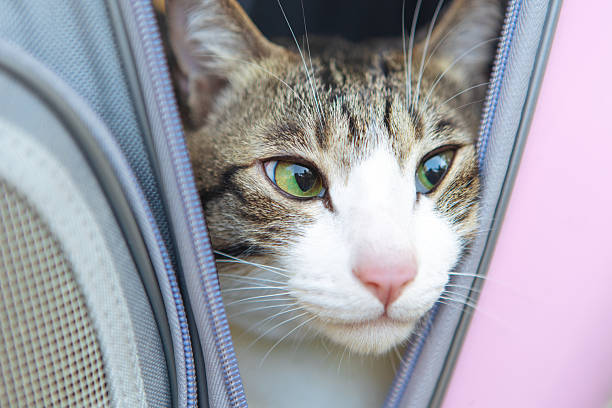 The little cat on the park chair