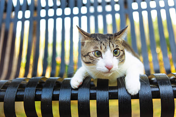 The little cat on the park chair